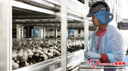 澳大利亞Costa集團推出VR護目鏡，革新食用菌采摘優化水果零售