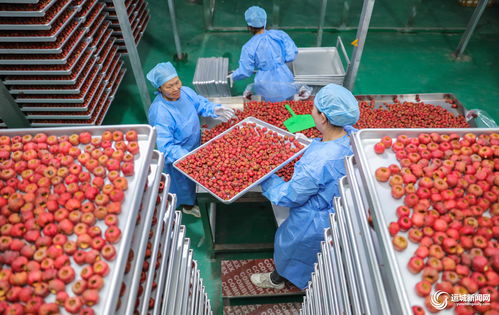 聞喜縣陽隅鎮 深加工賦能鮮果產業，小水果撬動鄉村大振興