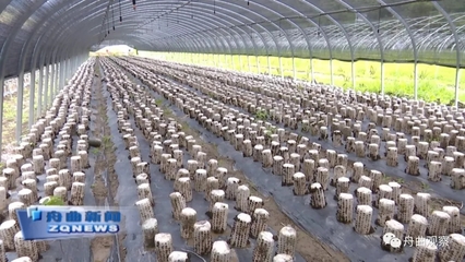 天津濱江集團深入調研我縣農副產品產業，聚焦新鮮水果零售市場新機遇